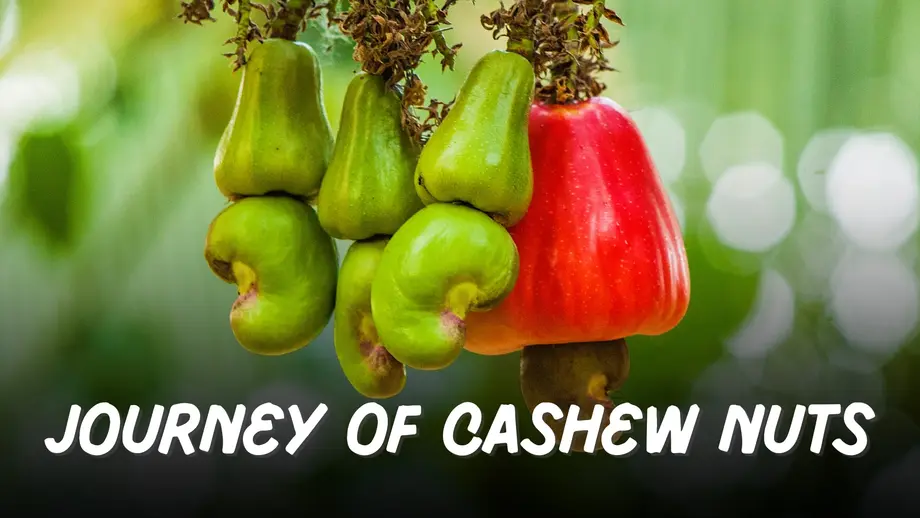 Journey of cashew nuts from farm to factory — shelling, roasting, grading. See how your favorite kaju is made!
